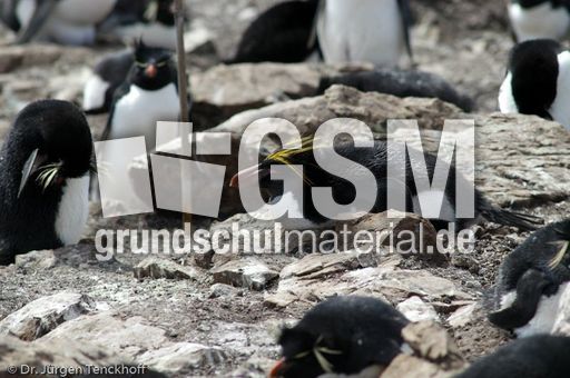 Goldschopfpinguin (02 von 19).jpg